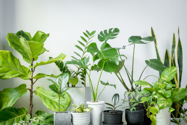 Plant It
